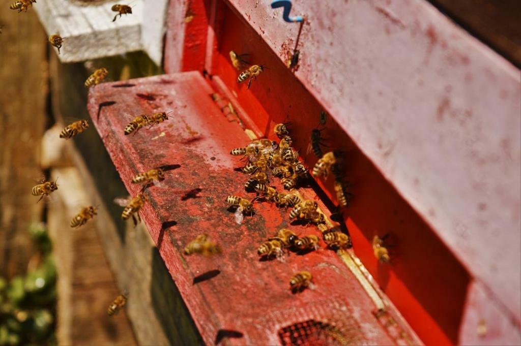 Sleeping With The Bees Kozjak Kobarid Exterior foto